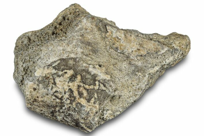 Dinosaur (Triceratops) Frill Shield Section - Montana #312293
